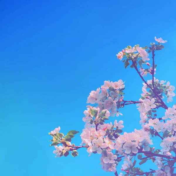 Gałęzi Kwitnących Jabłoni Białych Kwiatów Przeciw Błękitne Niebo Kwiatowy Tło — Zdjęcie stockowe