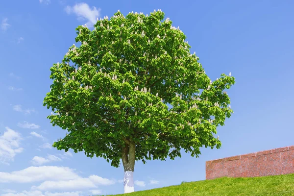 Blossoming tree of the Horse Chestnut with a whitewashed trunk against a blue sky with clouds on a sunny day. Selective focus. — Stock Image Blossoming Tree Horse Chestnut Whitewashed Trunk Blue Sky Clouds Sunny Stock Photo