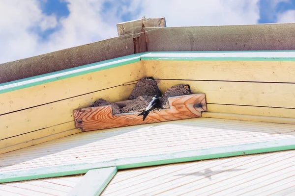 Bird\'s nests under the roof of a yellow wooden village house. The family of swallows or house martins feeds their chicks on a summer sunny day. Selective focus.