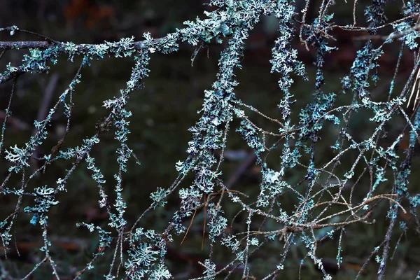 Gyönyörű Kék Zuzmó Közelről Ágai Twilight Erdőben Természetes Háttér Val — Stock Fotó