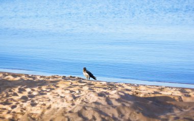 Bir gri kapşonlu karga bir yaz sabahı mavi sakinleştirmek su kenarında kumlu bir plaj üzerinde duruyor. Seçici odak, bulanık skeç, kopya için alan.