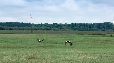 Yeşil bir alanın uzak ağaçlar ve mavi gökyüzü bir arka plan üzerinde bir çift beyaz leylekler uçuyor. Moscow region, Rusya Federasyonu.