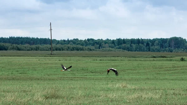 Yeşil bir alanın uzak ağaçlar ve mavi gökyüzü bir arka plan üzerinde bir çift beyaz leylekler uçuyor. Moscow region, Rusya Federasyonu.