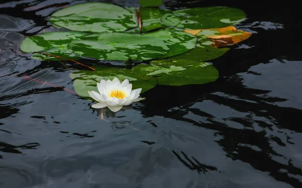 Beyaz Zambak Veya Lotus Çiçek Islak Ile Yakın Çekim Göl — Stok fotoğraf