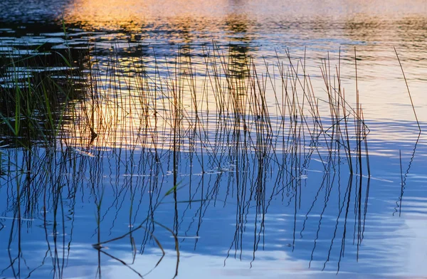 Grass Sticks Reflected Mirror Water Golden Colors Sunset Lake Seliger — Stock Photo, Image