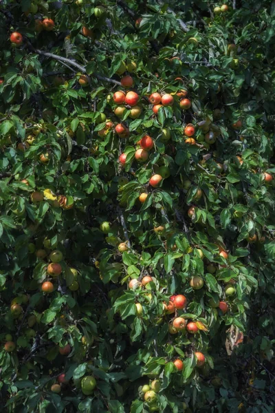 Olgun Kırmızı Elma Bir Yabani Elma Ağacı Dalları Üzerinde Asılı — Stok fotoğraf
