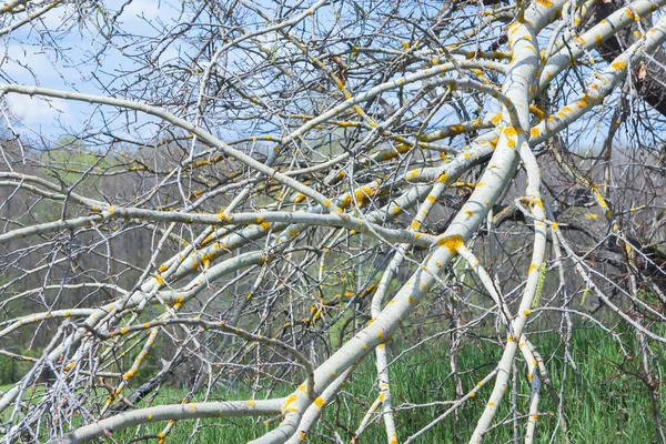 Taches Jaunes Lichen Sur Les Branches Nues Arbre Par Une — Photo