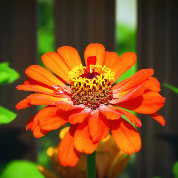 晴れた日に庭でジニアのクローズ アップの つの燃えるようなオレンジ色の花 選択と集中 ぼやけビネット — ストック写真