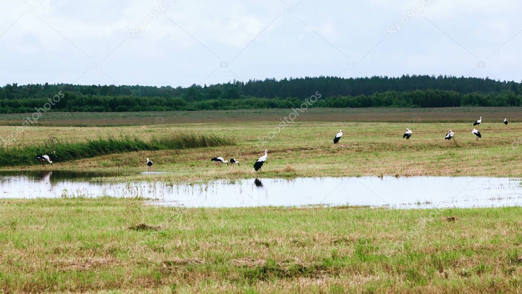 A group of white storks resting and eating near a small pond on a mowed field on a summer day. Tver region, Russia. Selective focus.