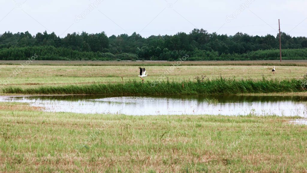 White storks resting near a small pond on a mowed field on a cool summer day. Tver region, Russia. Selective focus.