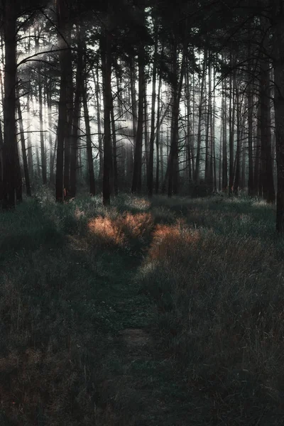 Sunrays Shining Path Trees Dark Pine Forest Atmospheric Natural Landscape — Stock Photo, Image