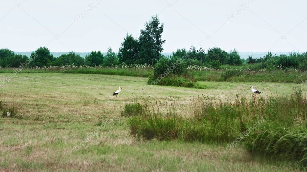 Pair of White Storks looking at each other, resting on a mowed meadow on a cool summer day. Tver region, Russia. Selective focus.