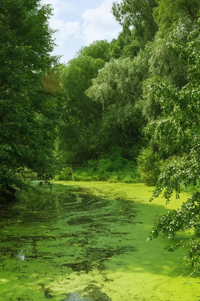 Summer Green Landscape With Duckweed River — Stock Photo, Image