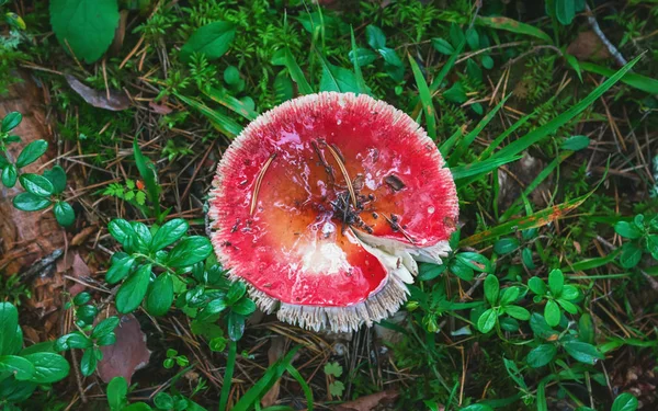 在潮湿的森林特写镜头中的野生红蘑菇 图库图片