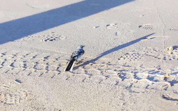 サンディ海岸に小さな灰色の鶺鴒 — ストック写真