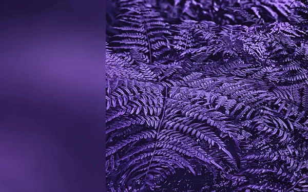 Ultra Violet Fern Leaves Closeup With Copy Space
