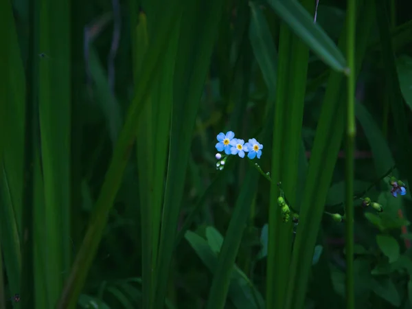 Woodland Esqueça-me-não flores close-up no escuro verde Backgro — Fotografia de Stock