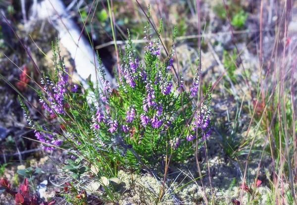 Dziki Heather kwitnący natura zbliżenie — Zdjęcie stockowe