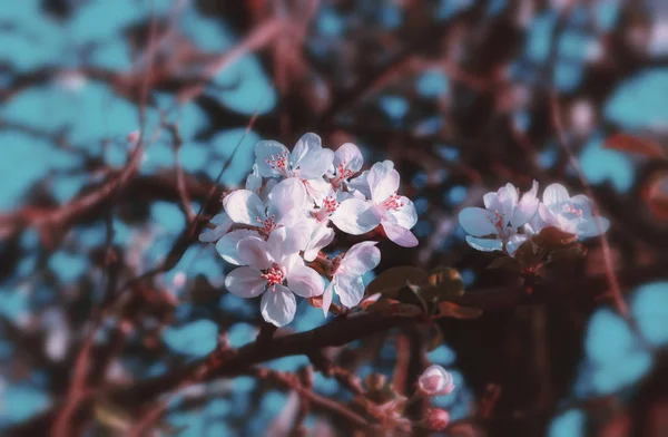 Винтажный цветочный фон с весенними цветущими цветами — стоковое фото