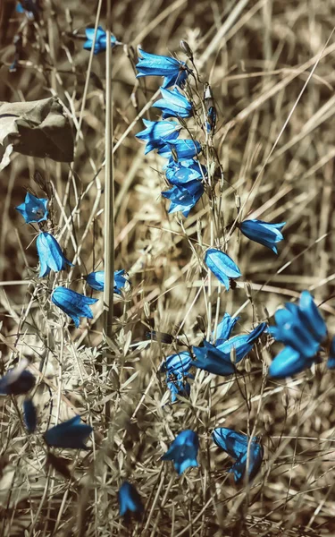 Fundo de ervas ensolarado com flores de sino azul — Fotografia de Stock