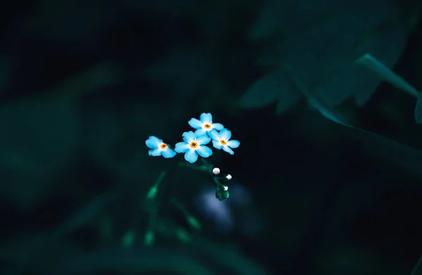 Bosque Olvídame-no Flores Primer plano en el azul oscuro-verde Ba — Foto de Stock