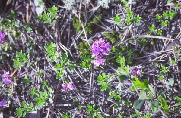 Kwitnienia Breckland Wild Thyme rosnące w lesie piętro — Zdjęcie stockowe