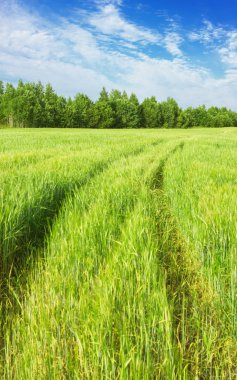 Kırsal bölgedeki arpa tarlasında tekerlek izleri