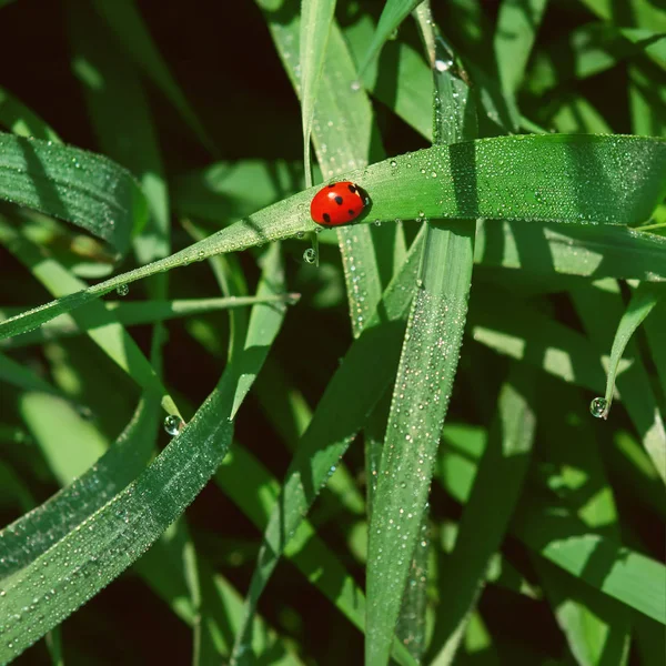 Marienkäfer im Gras zwischen Tautropfen aus nächster Nähe — Stockfoto