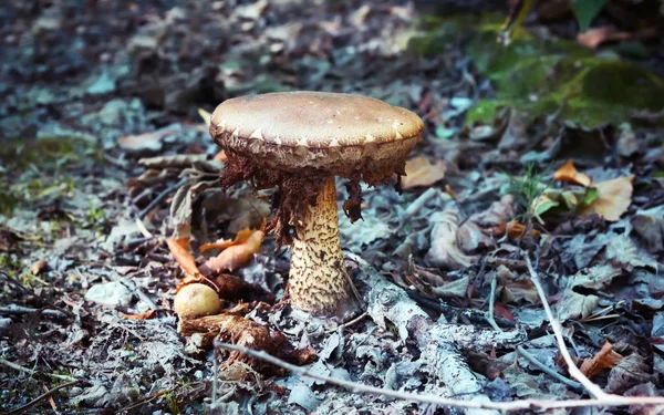 Viejo Brown Mushroom Close-up crece en el bosque —  Fotos de Stock