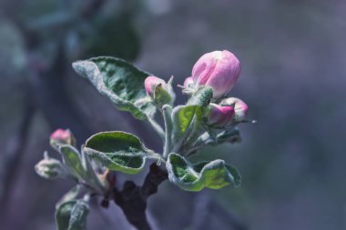 İlkbahar Elma Çiçeği Close-up Pembe Tomurcukları