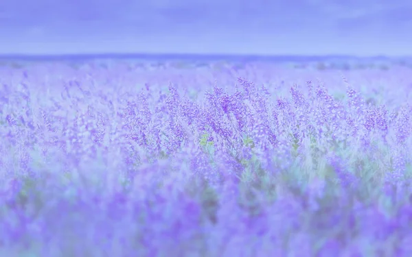 Sanfte fliederfarbene blumige Hintergrund der Blüte Feld — Stockfoto