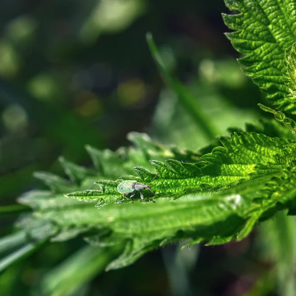 Green Beetle On Leaves Close-up