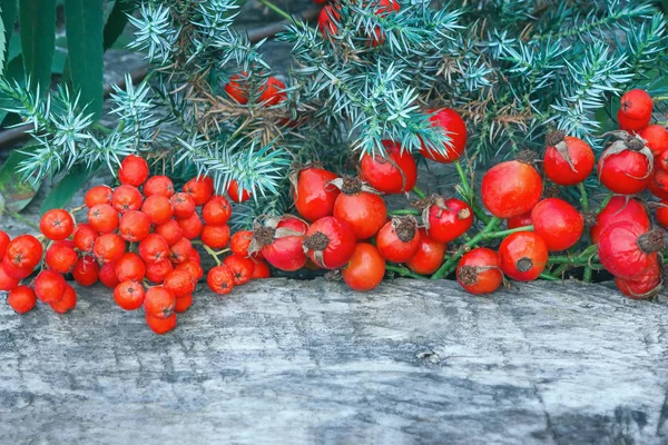 Bayas rojas y enebro sobre fondo de madera — Foto de Stock