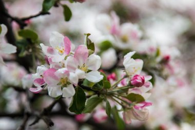 Güneşli bir günde narin gül yapraklarıyla çiçek açan elma ağacı.