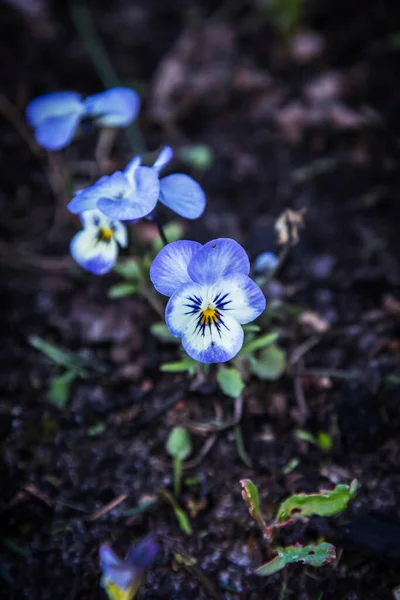 Kleine Schöne Blumen Die Land Ende Des Frühlings Und Frühsommers — Stockfoto