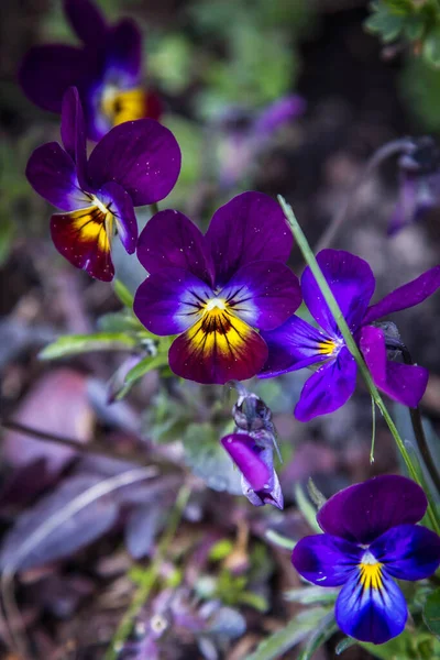 Flori Mici Frumoase Care Cresc Țară Sfârșitul Primăverii Începutul Verii — Fotografie, imagine de stoc