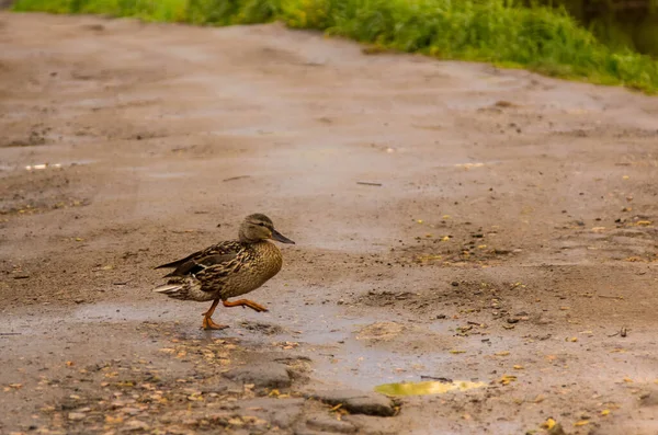 Sıradan Bir Ördek Yağmur Sonrası Birikintileriyle Köy Yolunda Yürüyor — Stok fotoğraf
