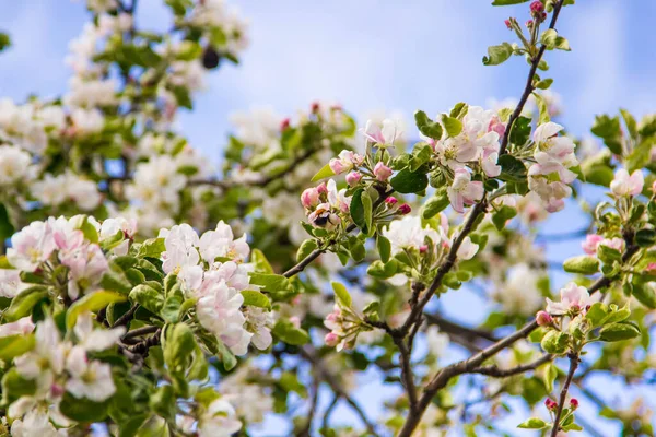 Pommier Fleuri Avec Délicats Pétales Rose Par Une Journée Ensoleillée — Photo