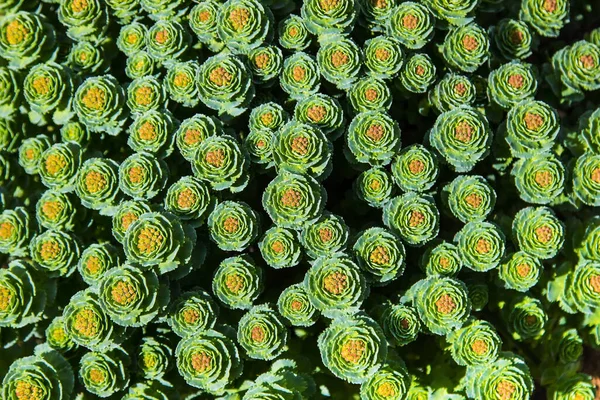 Bir bitkinin dokusuna sahip büyük bir yaprağından soyut yeşil arkaplan