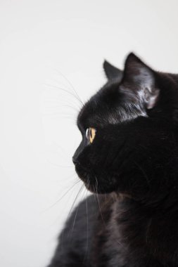 Safkan siyah bir kedinin portresi. Sarı gözlü ve tüysüz.