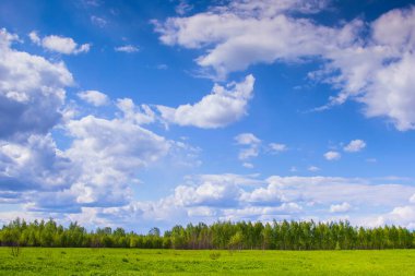 Orta Rusya 'nın güzel manzarası huş ağaçları ve açık gökyüzü