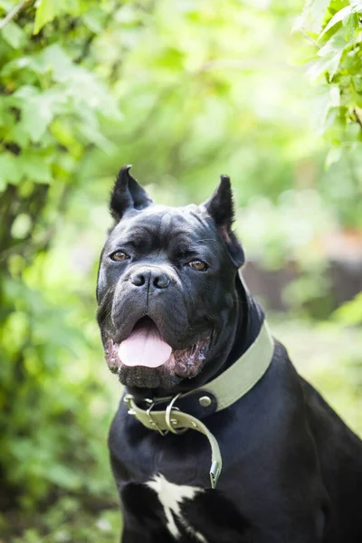 Baston Corso Nun Genç Bir Köpeğinin Portresi Parlak Yeşil Yapraklarla — Stok fotoğraf