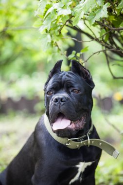 Siyah bir Corso köpeğinin portresi yeşil çalıların arka planında ürer.
