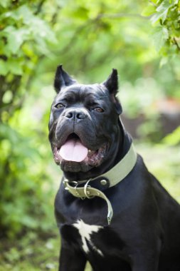 Siyah bir Corso köpeğinin portresi yeşil çalıların arka planında ürer.