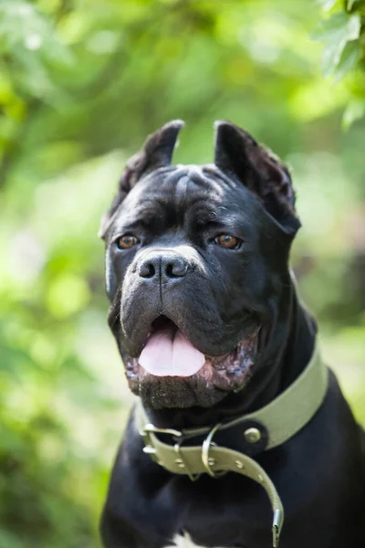 Siyah Bir Corso Köpeğinin Portresi Yeşil Çalıların Arka Planında Ürer — Stok fotoğraf