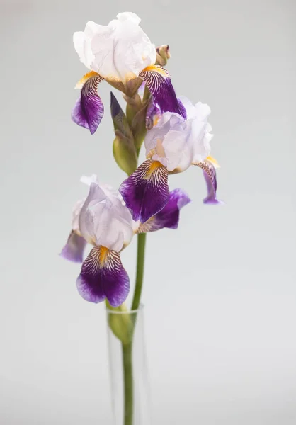 Beautiful Bouquet Iris Glass Vase White Background — Stock Photo, Image