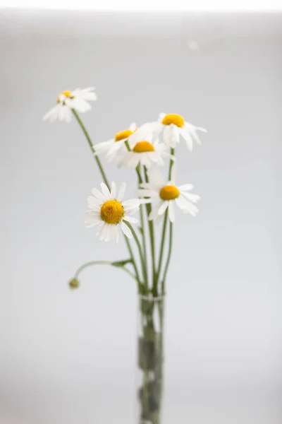 Krásná Kytice Sedmikrásek Skleněné Váze Bílém Pozadí — Stock fotografie