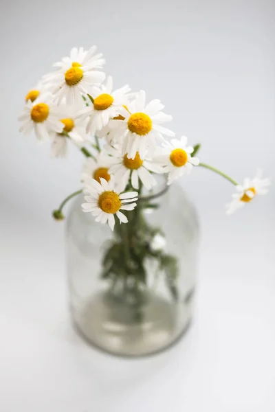 Krásná Kytice Sedmikrásek Skleněné Váze Bílém Pozadí — Stock fotografie