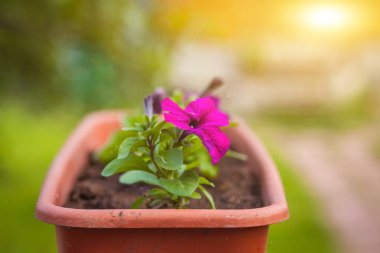 Güzel, parlak bir çiçek batan güneşin ışığında yeşil çimlerde