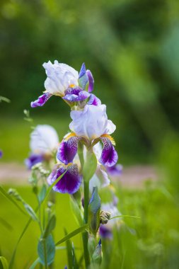 Yeşil çimlerin üzerinde batan güneşin ışığında güzel parlak iris.